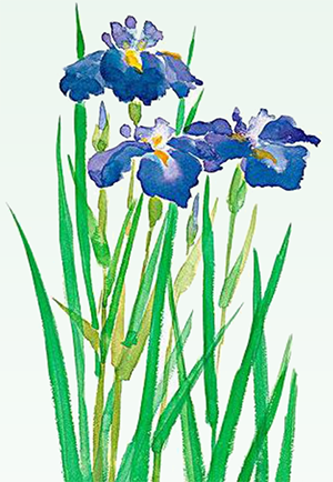 菖蒲